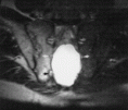 /album/kyste/f12-medium-gif/